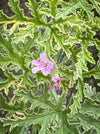 Pelargonium Graveolens Variegata Lady Plymouth, Scented / Rose Pelargonium, Duftgeranium, variegata, panaschiert, organically grown tropical plants for sale at TOMs FLOWer CLUB.