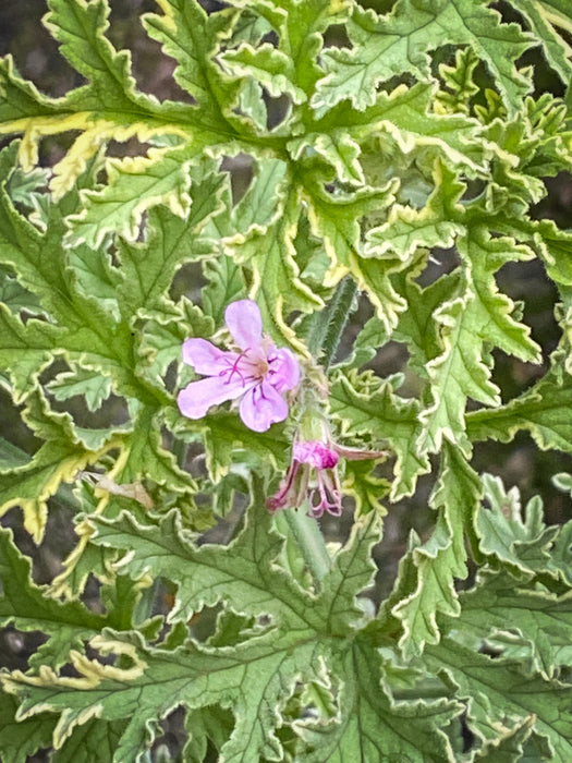 Pelargonium Graveolens Variegata Lady Plymouth, Scented / Rose Pelargonium, Duftgeranium, variegata, panaschiert, organically grown tropical plants for sale at TOMs FLOWer CLUB.