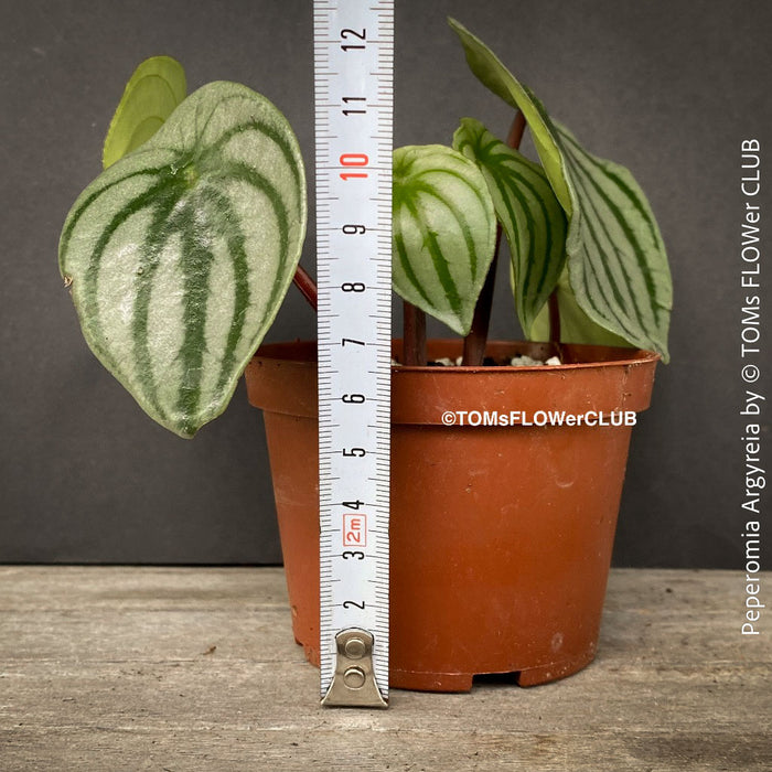 Peperomia Argyreia, Watermelon Peperomia, organically grown tropical plants for sale at TOMs FLOWer CLUB.