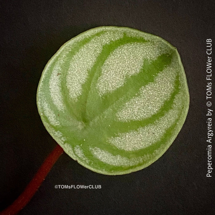 Peperomia Argyreia, Watermelon Peperomia, organically grown tropical plants for sale at TOMs FLOWer CLUB.