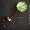 Peperomia Argyreia, Watermelon Peperomia, organically grown tropical plants for sale at TOMs FLOWer CLUB.