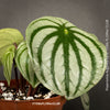 Peperomia Argyreia, Watermelon Peperomia, organically grown tropical plants for sale at TOMs FLOWer CLUB.
