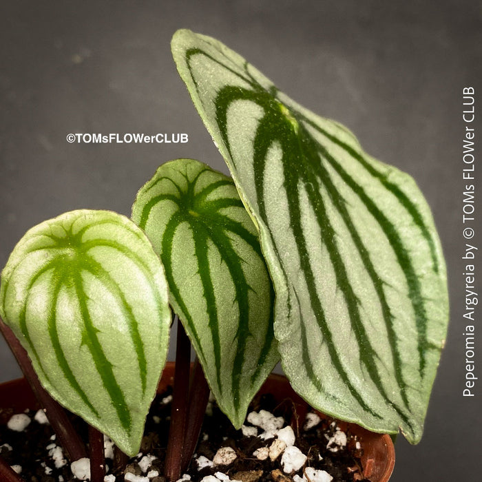 Peperomia Argyreia, Watermelon Peperomia, organically grown tropical plants for sale at TOMs FLOWer CLUB.