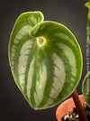 Peperomia Argyreia, Watermelon Peperomia, organically grown tropical plants for sale at TOMs FLOWer CLUB.