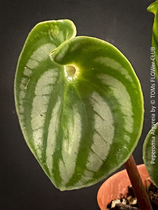 Peperomia Argyreia, Watermelon Peperomia, organically grown tropical plants for sale at TOMs FLOWer CLUB.