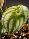 Peperomia Argyreia, Watermelon Peperomia, organically grown tropical plants for sale at TOMs FLOWer CLUB.
