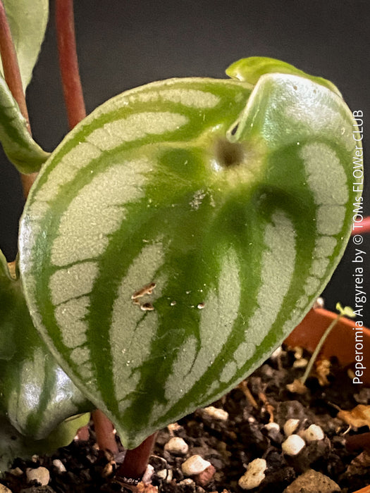 Peperomia Argyreia, Watermelon Peperomia, organically grown tropical plants for sale at TOMs FLOWer CLUB.