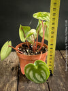 Peperomia Argyreia, Watermelon Peperomia, organically grown tropical plants for sale at TOMs FLOWer CLUB.