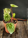 Peperomia Argyreia, Watermelon Peperomia, organically grown tropical plants for sale at TOMs FLOWer CLUB.