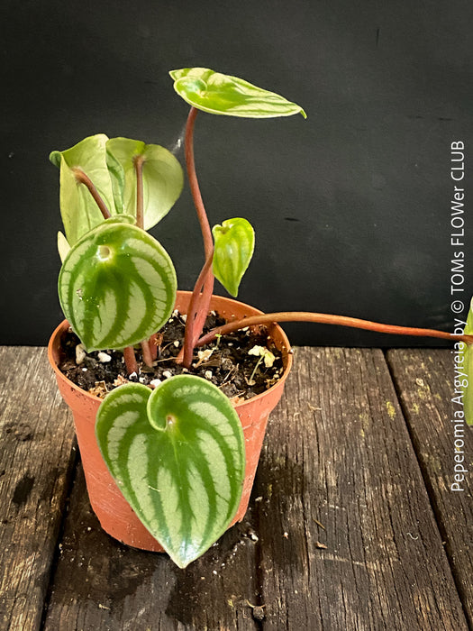 Peperomia Argyreia, Watermelon Peperomia, organically grown tropical plants for sale at TOMs FLOWer CLUB.
