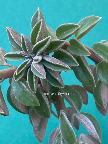 Peperomia Asperula, organically grown succulent plants for sale at TOMs FLOWer CLUB.