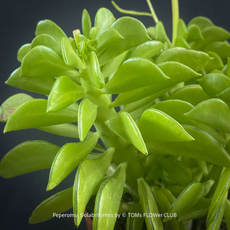 Peperomia Dolabriformis, organically grown succulent plants for sale at TOMs FLOWer CLUB.