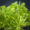 Peperomia Dolabriformis, organically grown succulent plants for sale at TOMs FLOWer CLUB.