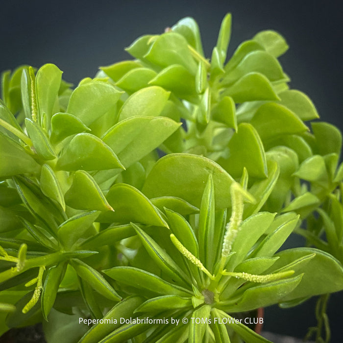 Peperomia Dolabriformis, organically grown succulent plants for sale at TOMs FLOWer CLUB.