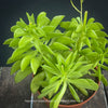 Green Peperomia Dolabriformis, organically grown succulent plants for sale at TOMs FLOWer CLUB.