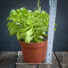 Peperomia Dolabriformis, organically grown succulent plants for sale at TOMs FLOWer CLUB.