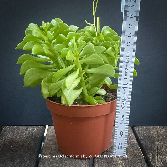 Peperomia Dolabriformis, organically grown succulent plants for sale at TOMs FLOWer CLUB.