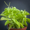 Flowering Peperomia Dolabriformis, organically grown succulent plants for sale at TOMs FLOWer CLUB.