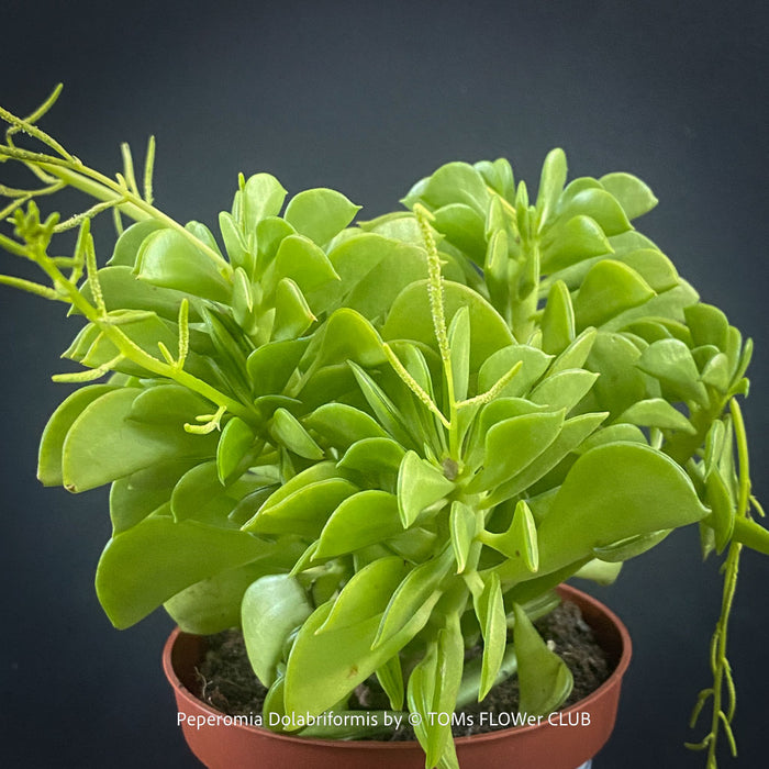 Peperomia Dolabriformis, organically grown succulent plants for sale at TOMs FLOWer CLUB.