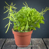 Peperomia Dolabriformis, organically grown succulent plants for sale at TOMs FLOWer CLUB.