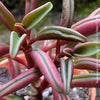 Peperomia Graveolens, organically grown succulent plants for sale at TOMs FLOWer CLUB.