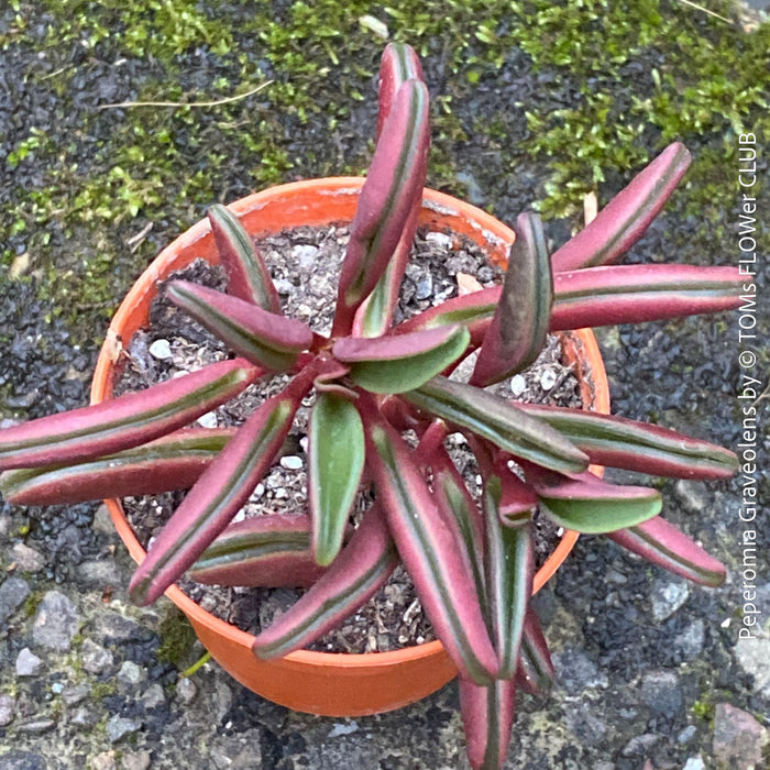 Peperomia Graveolens, organically grown succulent plants for sale at TOMs FLOWer CLUB.