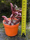 Peperomia Graveolens, organically grown succulent plants for sale at TOMs FLOWer CLUB.