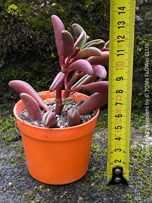 Peperomia Graveolens, organically grown succulent plants for sale at TOMs FLOWer CLUB.