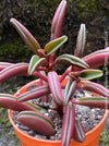 Peperomia Graveolens, organically grown succulent plants for sale at TOMs FLOWer CLUB.