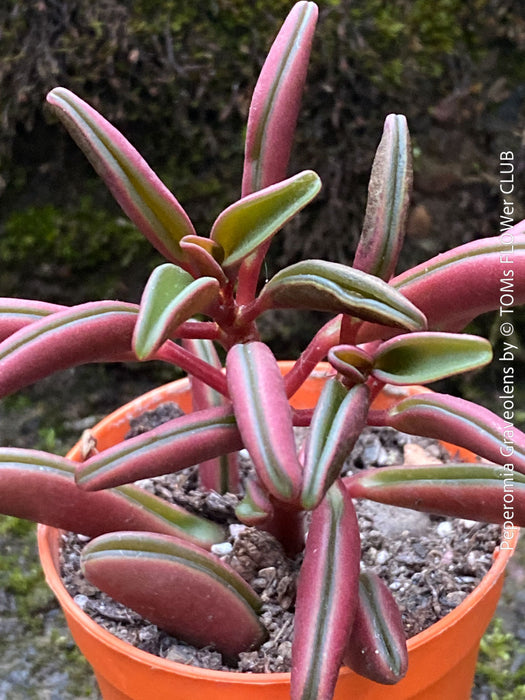Peperomia Graveolens, organically grown succulent plants for sale at TOMs FLOWer CLUB.