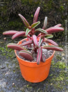 Peperomia Graveolens, organically grown succulent plants for sale at TOMs FLOWer CLUB.