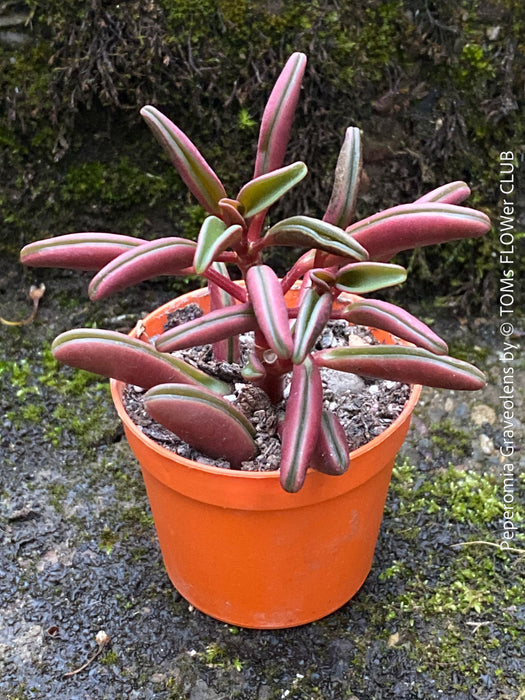 Peperomia Graveolens, organically grown succulent plants for sale at TOMs FLOWer CLUB.