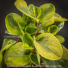 Peperomia Obtusifolia Marble Variegata, organically grown succulent plants for sale at TOMs FLOWer CLUB.
