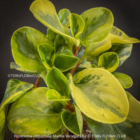 Peperomia Obtusifolia Marble Variegata, organically grown succulent plants for sale at TOMs FLOWer CLUB.