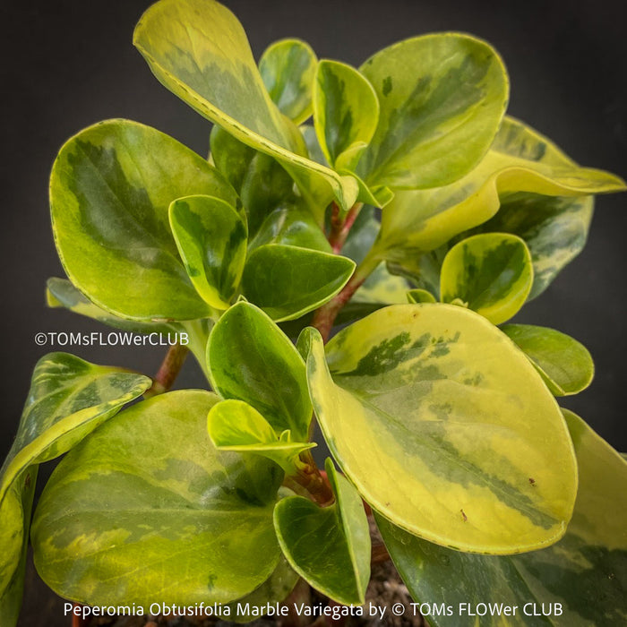 Peperomia Obtusifolia Marble Variegata, organically grown succulent plants for sale at TOMs FLOWer CLUB.