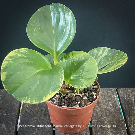 Peperomia Obtusifolia Marble Variegata, organically grown succulent plants for sale at TOMs FLOWer CLUB.