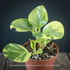 Peperomia Obtusifolia Marble Variegata, organically grown succulent plants for sale at TOMs FLOWer CLUB.