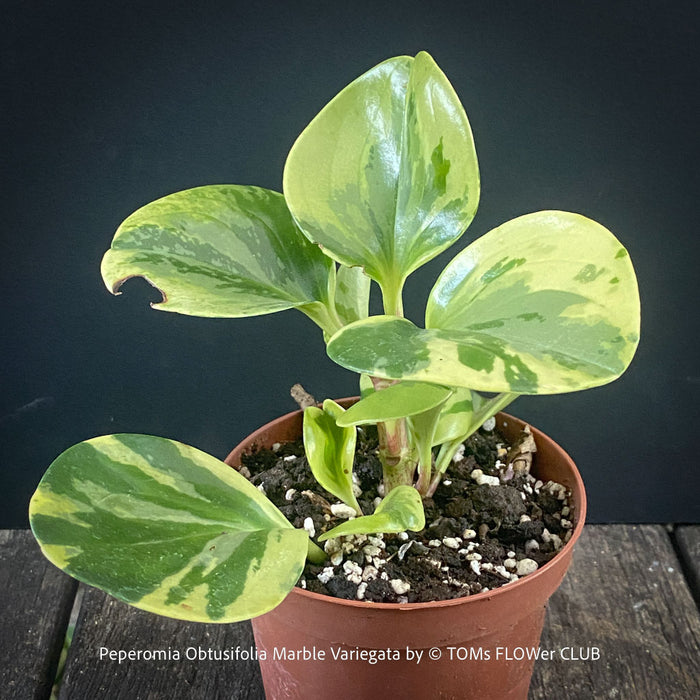 Peperomia Obtusifolia Marble Variegata, organically grown succulent plants for sale at TOMs FLOWer CLUB.