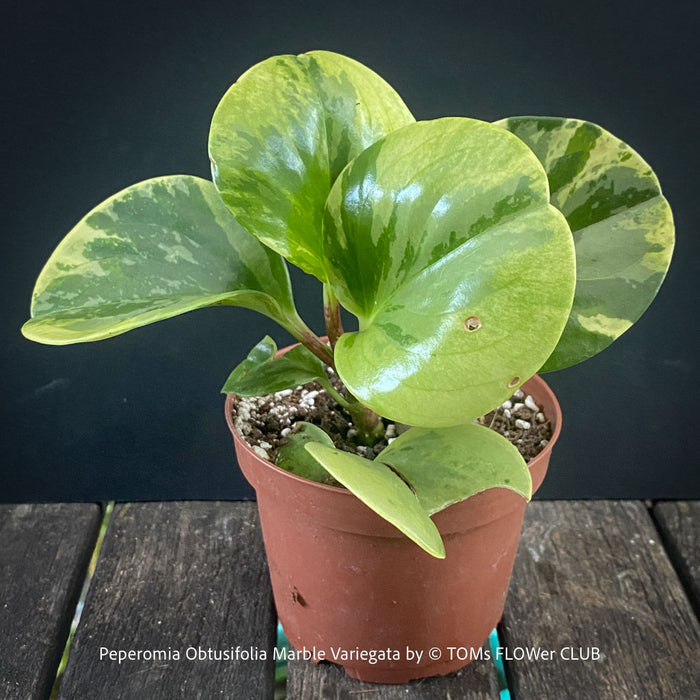 Peperomia Obtusifolia Marble Variegata, organically grown succulent plants for sale at TOMs FLOWer CLUB.