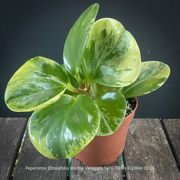 Peperomia Obtusifolia Marble Variegata, organically grown succulent plants for sale at TOMs FLOWer CLUB.