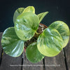 Peperomia Obtusifolia Marble Variegata, organically grown succulent plants for sale at TOMs FLOWer CLUB.