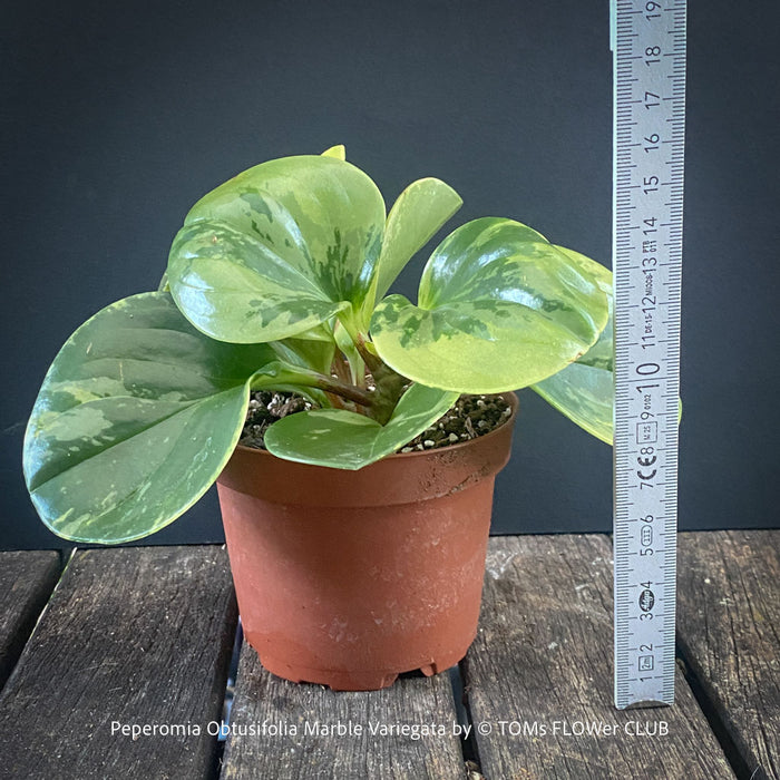 Peperomia Obtusifolia Marble Variegata, organically grown succulent plants for sale at TOMs FLOWer CLUB.