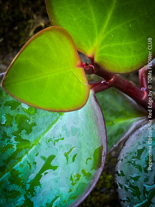 Peperomia Obtusifolia Red Edge, organically grown succulent plants for sale at TOMs FLOWer CLUB.