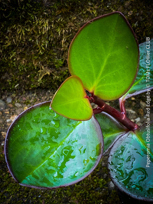 Peperomia Obtusifolia Red Edge, organically grown succulent plants for sale at TOMs FLOWer CLUB.