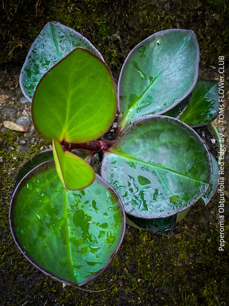 Peperomia Obtusifolia Red Edge, organically grown succulent plants for sale at TOMs FLOWer CLUB.