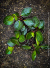 Peperomia Obtusifolia Red Edge, organically grown succulent plants for sale at TOMs FLOWer CLUB.