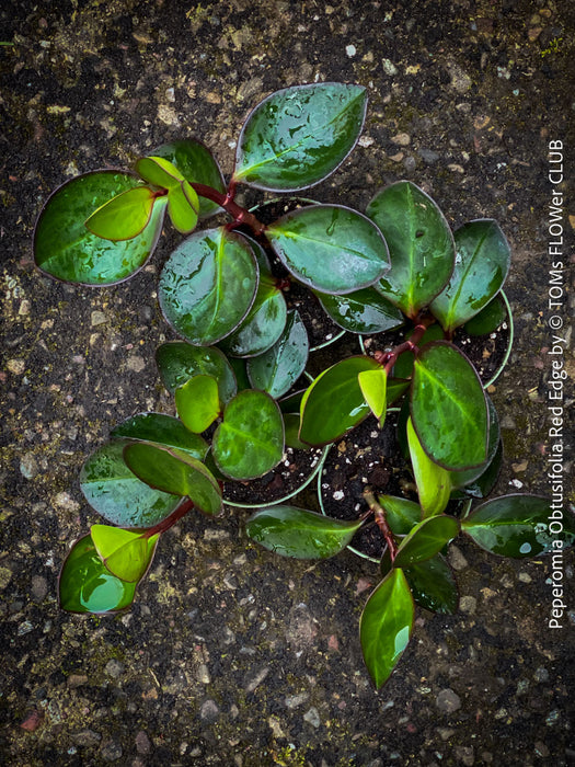 Peperomia Obtusifolia Red Edge, organically grown succulent plants for sale at TOMs FLOWer CLUB.
