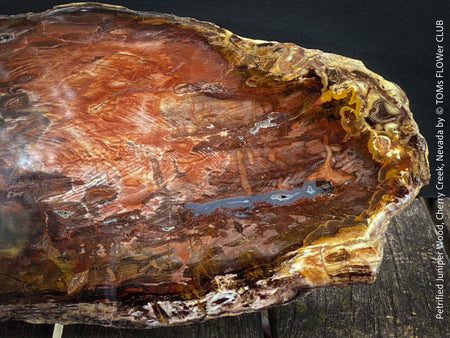 Reddish-brown petrified wood from Cherry Creek, Nevada, polished on both sides, 29 cm long, displayed with two wooden holders, for sale at TOMs FLOWer CLUB in Zurich, Switzerland.