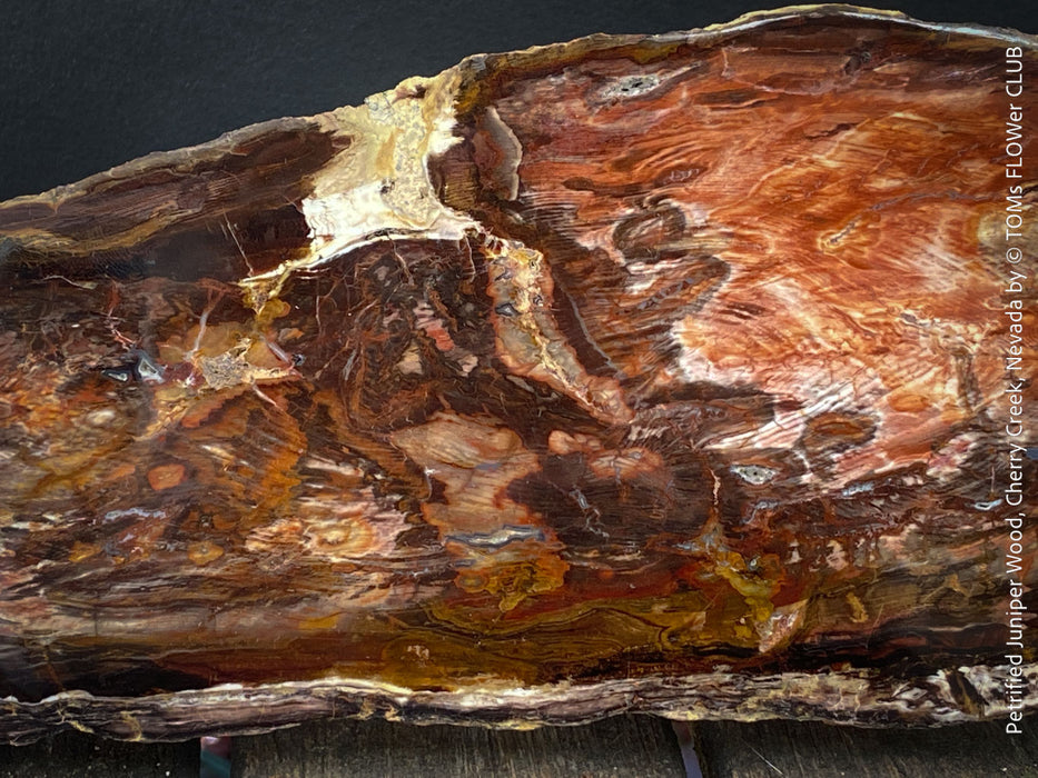 Reddish-brown petrified wood from Cherry Creek, Nevada, polished on both sides, 29 cm long, displayed with two wooden holders, for sale at TOMs FLOWer CLUB in Zurich, Switzerland.