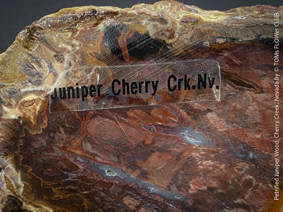 Reddish-brown petrified wood from Cherry Creek, Nevada, polished on both sides, 29 cm long, displayed with two wooden holders, for sale at TOMs FLOWer CLUB in Zurich, Switzerland.